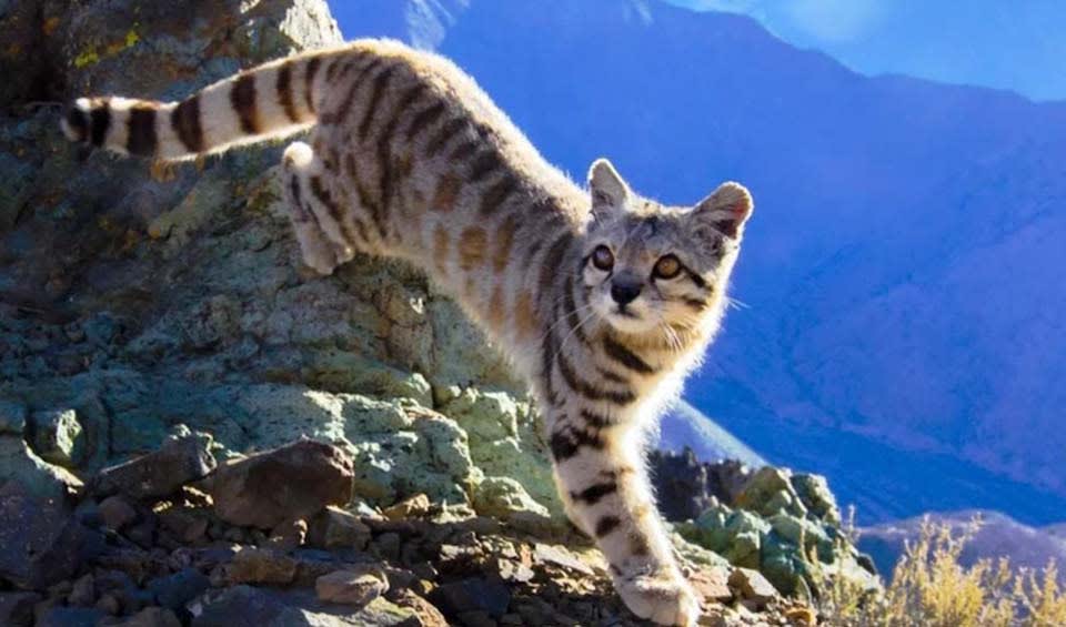 Andean mountain cat facts, distribution & population | BioDB